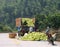 Chinese farmers loading harvest of ripe pomelo into the car