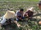 Chinese farmers raising strawberry seedlings