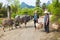Chinese farmwomen with buffaloes and baby in basket in karst scenery near Li-River.
