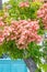 Chinese Flame Tree, Koelreuteria bipinnata, growing in the French Quarter of New Orleans