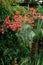 Chinese flame tree - orange blossoms on green leaves. CLose up of japanese garden bridge and plants