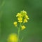 Chinese Flowering cabbage