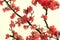 Chinese flowering crab-apple