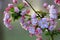 Chinese flowering crab-apple blooming