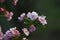 Chinese flowering crab-apple blooming