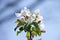 Chinese flowering crabapple