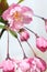 Chinese flowering crabapple