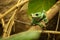 Chinese flying frog