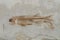 Chinese Fossil Fish ï¼š Lycoptera