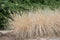 Chinese Fountain grass Pennisetum alopecuroides, flower spikes and grass in autumn