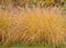 Chinese Fountain grass Pennisetum alopecuroides, plants with autumn colour