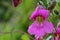 Chinese foxglove rehmannia angulata