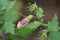 Chinese foxglove Rehmannia elata, a budding flower