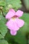 Chinese foxglove Rehmannia elata, a lilac flower