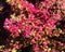 Chinese fringe flower Loropetalum chinense