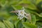 Chinese fringe flower Loropetalum chinense Emerald Snow, white flowers