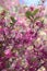 Chinese fringe flower Loropetalum chinense var. rubrum, pink flowering