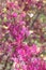 Chinese fringe flower Loropetalum chinense var. rubrum, pink flowering shrub