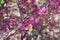 Chinese fringe flower Loropetalum chinense var. rubrum, pink flowers