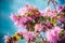 Chinese fringe flower or witch hazel. Strappy pink flowers on soft blue background