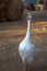 A Chinese geese showing dominance in a Animal shelter farm