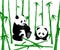 Chinese Giant Panda Eating Bamboo Shoots