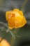 Chinese globeflower Trollius chinensis close up
