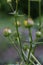Chinese Globeflower Trollius chinensis Golden queen, close-up budding bloom