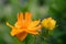 Chinese Globeflower Trollius chinensis Golden Queen, golden-orange flower