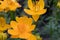 Chinese Globeflower Trollius chinensis Golden queen, golden-orange flowers