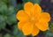 Chinese Globeflower Trollius chinensis Golden queen, golden-orange inflorescence