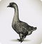 Chinese goose bird, hand-drawing. Vector illustrat