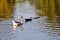 Chinese Goose protecting family of ducks