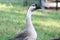Chinese goose, swan goose, keeping an eye on me