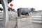 Chinese guangji rhinoceros statue