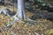 Chinese hackberry ( Celtis sinensis ) yellow leaves. Cannabaceae deciduous tree.