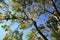 Chinese hackberry ( Celtis sinensis ) yellow leaves. Cannabaceae deciduous tree.