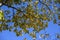 Chinese hackberry ( Celtis sinensis ) yellow leaves. Cannabaceae deciduous tree.