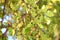 Chinese hackberry Nettle tree ( Celtis sinensis ) Yellow leaves and fruit (drupe).