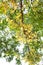 Chinese hackberry Nettle tree ( Celtis sinensis ) Yellow leaves and fruit (drupe).