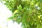 Chinese hackberry tree and fruits.