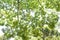 Chinese hackberry tree and fruits.