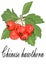 Chinese hawthorn fruit illustration