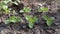 Chinese Heirloom Soybean Young Plants Growing in a Clay Garden