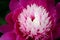 Chinese herbaceous peony