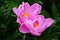 Chinese herbaceous peony