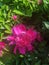 Chinese herbaceous peony