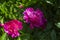 Chinese herbaceous peony