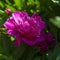 Chinese herbaceous peony