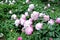 Chinese herbaceous Peony flower-Paeonia lactiflora